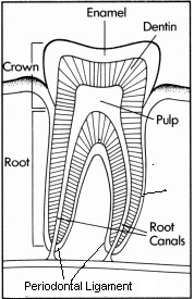 tooth anatomy